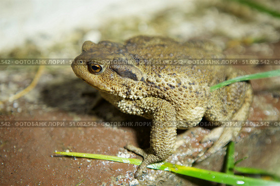 The toad is sitting on the surface. The study of amphibian animals. Fauna and zoology. Стоковое фото, фотограф Наталия Кирсанова / Фотобанк Лори
