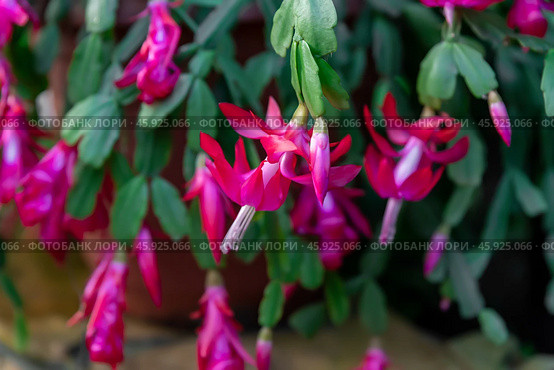 The vibrant Schlumbergera buckleyi cactus with striking pink blooms and lush green segmented leaves, a perfect addition to indoor plant collections. Стоковое фото, фотограф Татьяна Терехина / Фотобанк Лори