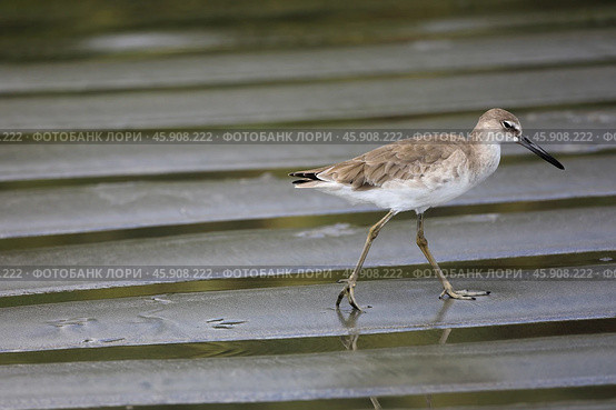 The willet (Tringa semipalmata) is a large shorebird (sandpiper) in the family Scolopacidae. Samara beach of the Pacific Ocean. Guanacaste province, Nicoya Peninsula. Costa Rica, Central America. Стоковое фото, фотограф Bala-Kate / Фотобанк Лори