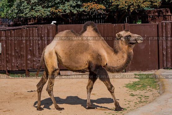 The zoo. Portrait of a smiling camel. Animal head close-up.Moscow Zoo. Стоковое фото, фотограф Photojuli / Фотобанк Лори