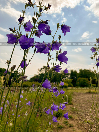 There are field blue bluebells in the forests and meadows. Стоковое фото, фотограф IRYNA ZAKHARANKA / Фотобанк Лори