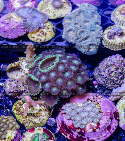 This is a branching torch coral, Euphyllia glabrescens. Стоковое фото, агентство Ingram Publishing / Фотобанк Лори