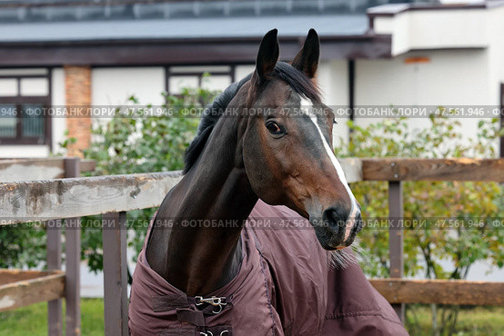 Thoroughbrd horse grazing and rest in summer ranch paddock. Чистокровная верховая лошадь в попоне, отдыхает в паддоке конюшни. Стоковое фото, фотограф Михаил Кондрашов / Фотобанк Лори