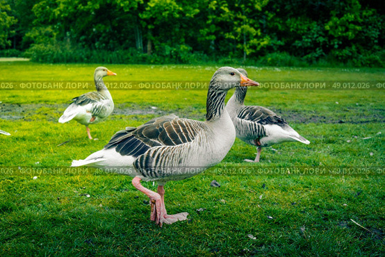 Three grey geese on a green lawn. Стоковое фото, агентство Ingram Publishing / Фотобанк Лори