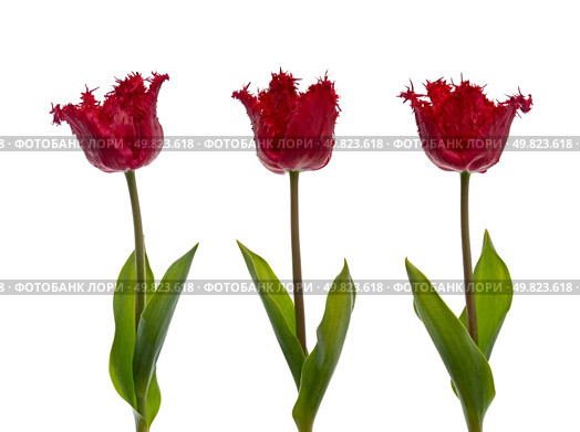 Three red tulips with steem isolated on white background. Стоковое фото, агентство Ingram Publishing / Фотобанк Лори