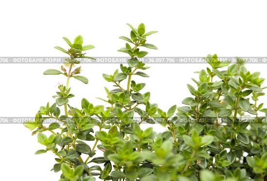 Thymus citriodorus AKA lemon thyme, isolated on white background. Стоковое фото, фотограф Tamara Kulikova / Фотобанк Лори
