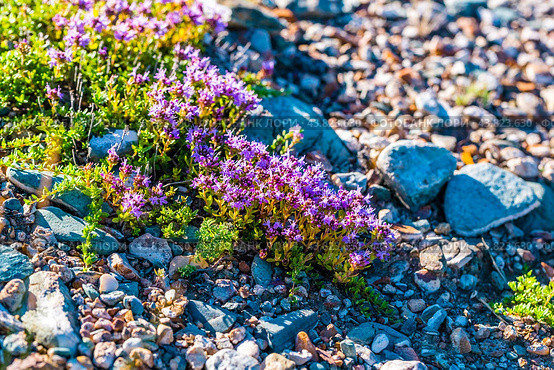 Thymus serpyllum L. (семейство Lamiaceae) - Тимьян ползучий на каменистом грунте в Курайской степи. Кош-Агачский район республики Алтай. Западная Сибирь. Стоковое фото, фотограф Евгений Мухортов / Фотобанк Лори