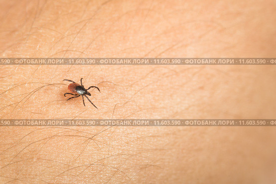 Tick - parasitic arachnid blood-sucking carrier of various diseases. Стоковое фото, фотограф Viktor Cap / PantherMedia / Фотобанк Лори