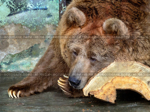 Tien Shan brown bear lies on a log and looks away. The bear is relaxed. Background with large and beautiful animals. Стоковое фото, фотограф Бузмакова Светлана / Фотобанк Лори