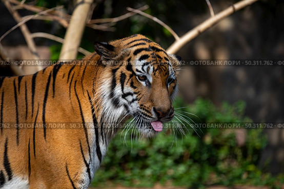 tiger wildlife mammal predator, wild carnivore animal, bengal tiger showing in zoo. Стоковое фото, агентство Ingram Publishing / Фотобанк Лори