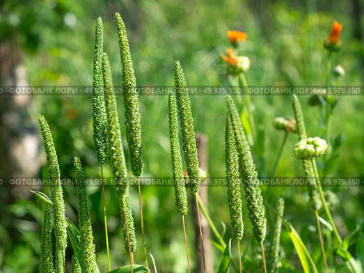 Тимофеевка луговая (лат. Phleum pratense), колоски. Стоковое фото, фотограф Лариса Веселова / Фотобанк Лори