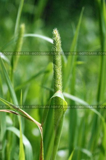 Тимофеевка луговая (Phleum pratense), соцветие. Стоковое фото, фотограф Щеголева Ольга / Фотобанк Лори
