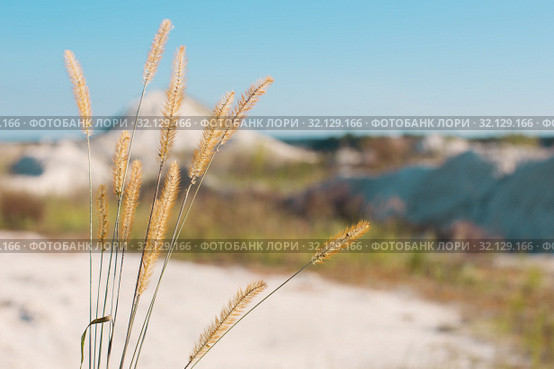 timothy grass on background chalkpit. Стоковое фото, фотограф Майя Крученкова / Фотобанк Лори