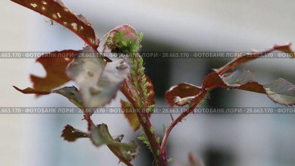Тля на розе. Aphids on rose branch. Стоковое видео, видеограф Ольга Сейфутдинова / Фотобанк Лори