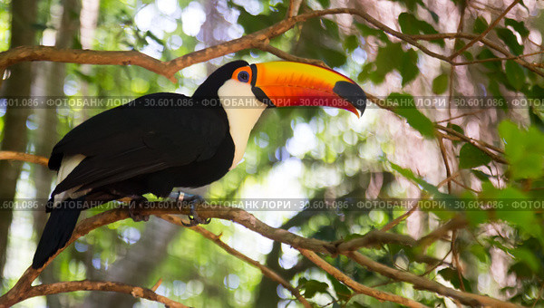 Toco toucan. Стоковое фото, фотограф Яков Филимонов / Фотобанк Лори