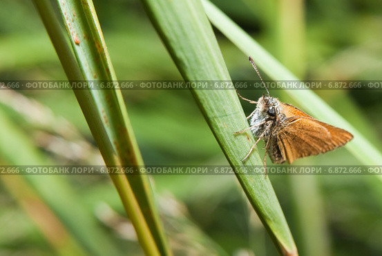 Толстоголовка лесная, толстоголовка Фавн (Ochlodes sylvanus, Ochlodes faunus) на травинке. Стоковое фото, фотограф Алёшина Оксана / Фотобанк Лори