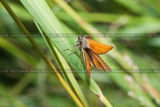 Толстоголовка лесная, толстоголовка Фавн (Ochlodes sylvanus, Ochlodes faunus) Стоковое фото, фотограф Алёшина Оксана / Фотобанк Лори