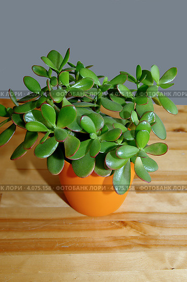Толстянка (лат. Crassula) Стоковое фото, фотограф Илюхина Наталья / Фотобанк Лори