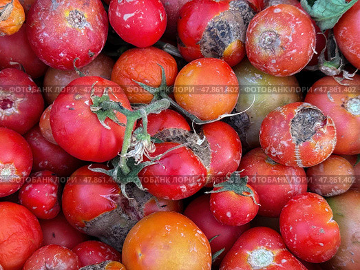 Tomatoes on the vine showing symptoms of bacterial fruit rot with cracked skins, mushy areas, and widespread tissue breakdown.  Tomatoes on the vine showing symptoms of bacterial fruit rot with cracked skins, mushy areas, and widespread tissue breakdown. Стоковое фото, фотограф Башкирова Анна / Фотобанк Лори