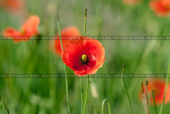 Top quality photo in high resolution. Стоковое фото, агентство Ingram Publishing / Фотобанк Лори