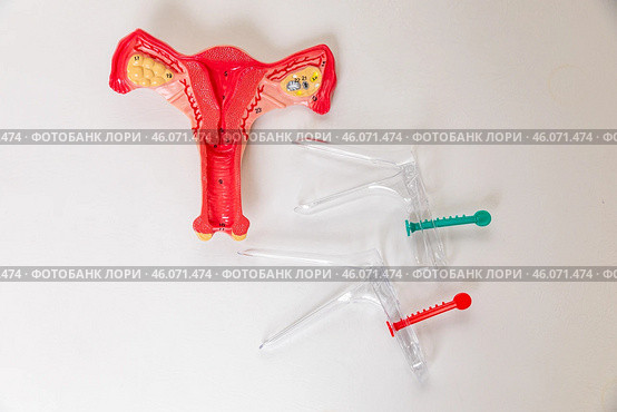 Top view healthy anatomical model of the uterus and medical gynecological speculum on white background. Reproductive system and Pregnancy concept. Стоковое фото, фотограф Ирина Михайличенко / Фотобанк Лори