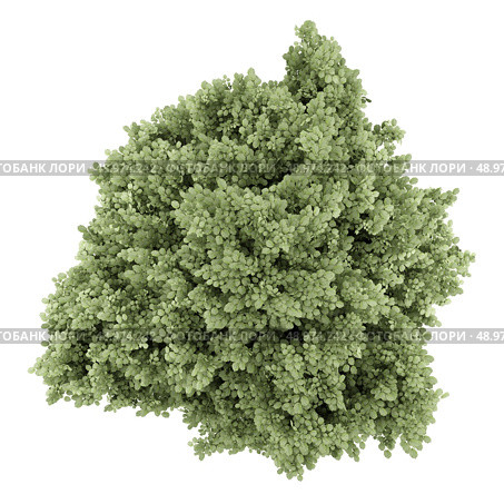 top view of common hazel tree isolated on white background. Стоковое фото, агентство Ingram Publishing / Фотобанк Лори