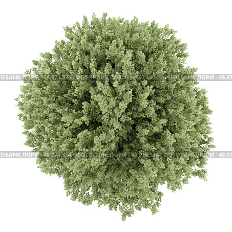 top view of common hazel tree isolated on white background. Стоковое фото, агентство Ingram Publishing / Фотобанк Лори