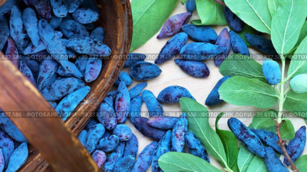 Top view of freshly picked honeysuckle berries poured out of a wicker basket. Harvest of blue tasty berries and leaves of garden honeysuckle (Lat. Lonicera). Edible background. Flat lay, close-up. Стоковое видео, видеограф Виктория Катьянова / Фотобанк Лори