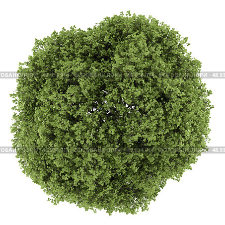 top view of small-leaved lime tree isolated on white background. Стоковое фото, агентство Ingram Publishing / Фотобанк Лори