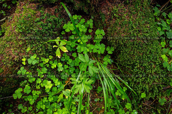 Top view of the wood sorrel (Oxalis acetosella) and moss growing in the forest among the roots of the trees. Green shamrocks. Northern nature. Nordic woodland. Стоковое фото, фотограф Андрей Степанов / Фотобанк Лори