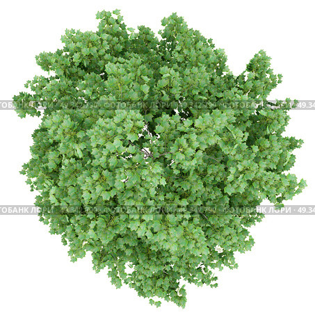 top view of tulip tree isolated on white background. 3d illustration. Стоковое фото, агентство Ingram Publishing / Фотобанк Лори