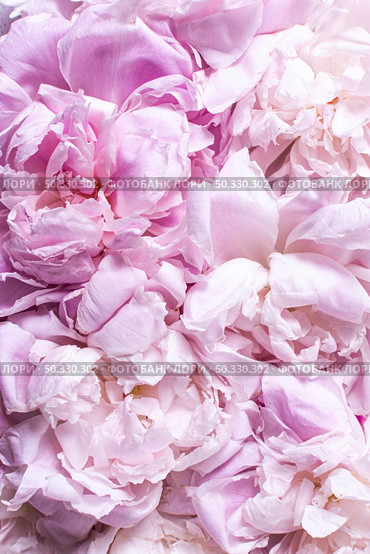 top view peony petals flowers. High resolution photo. top view peony petals flowers. High quality photo. Стоковое фото, агентство Ingram Publishing / Фотобанк Лори
