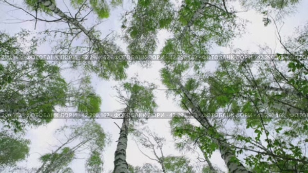 Tops of birches with green leaves sway from a strong wind. Trees against the sky, bottom view. Hurricane wind in a grove, bad weather. 4K. Стоковое видео, видеограф Дмитрий Кобзев / Фотобанк Лори