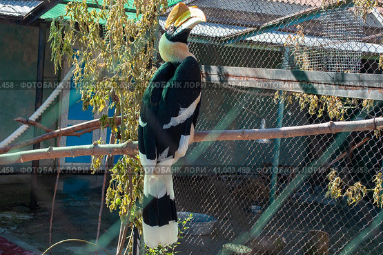 Toucan in the Perm Zoo. Resting after breakfast. Стоковое фото, фотограф Дмитрий / Фотобанк Лори