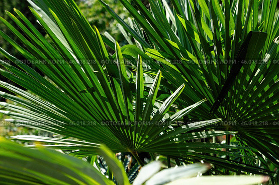 Trachycarpus Takil Palm Leaves Pattern with Lush Green Texture. Стоковое фото, фотограф Алексей Сорокин / Фотобанк Лори