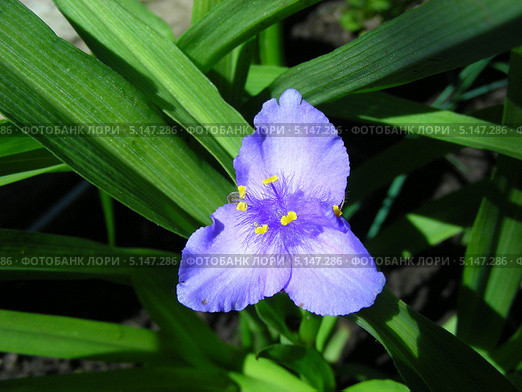 Традесканция Андерсона (лат.Tradescantia andersoniana) Стоковое фото, фотограф lana1501 / Фотобанк Лори