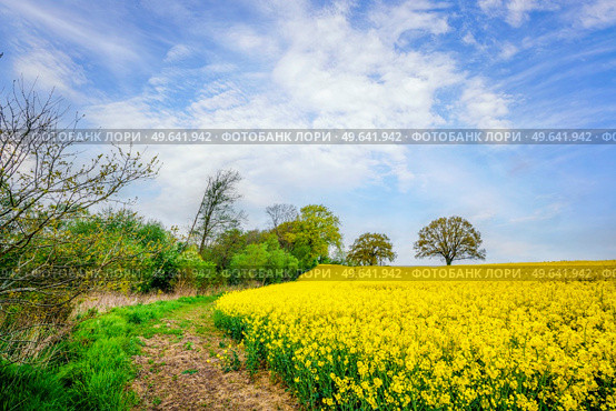 Trail at a canola field with blooming yellow flowers and a blue sky in the summer. Стоковое фото, агентство Ingram Publishing / Фотобанк Лори