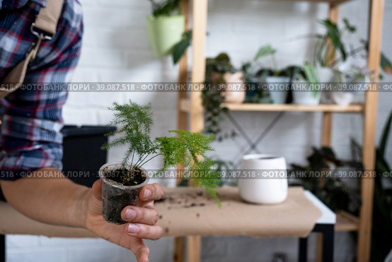 Transplanting a home plant asparagus into a pot with a face. A woman plants a stalk with roots in a new soil. Caring for a potted plant, hands close-up. Стоковое фото, фотограф Ольга Симонова / Фотобанк Лори