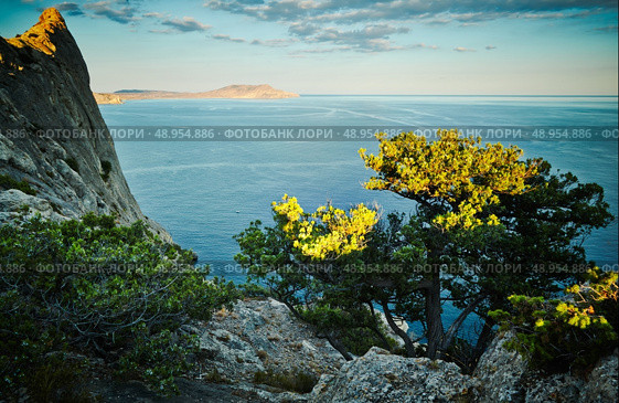 Tree and sea at sunset. Crimea landscape. Nature background. Стоковое фото, агентство Ingram Publishing / Фотобанк Лори