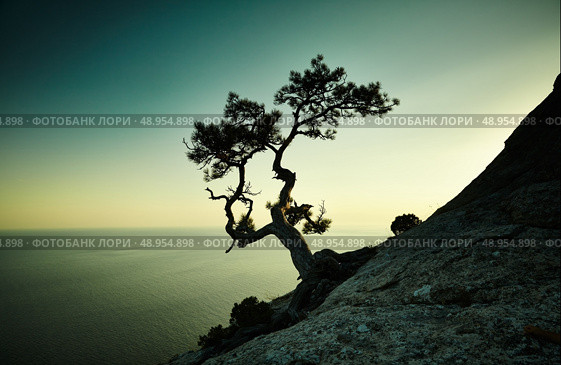 Tree and sea at sunset. Crimea landscape. Nature background. Стоковое фото, агентство Ingram Publishing / Фотобанк Лори