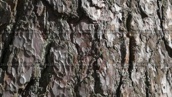 Tree bark. The camera slowly slides along the trunk. Стоковое видео, видеограф Виктор Тихонов / Фотобанк Лори
