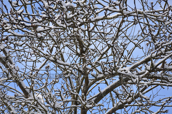 Tree branches under snow. Стоковое фото, фотограф Andrew_Swarga / Фотобанк Лори
