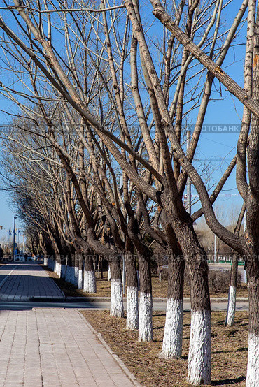 Tree trunks treated with insect lime. Стоковое фото, фотограф Евгений Ткачёв / Фотобанк Лори