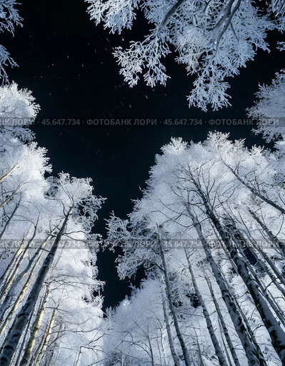 Trees covered with frost against the black winter sky. Winter night landscape. Стоковое AI-изображение, AI-художник Сергей Елизарьев / Фотобанк Лори