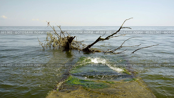 Trees with floating debris has reached Black Sea coastal zone in Odessa, Ukraine. Environmental disaster caused by the explosion of Kakhovka Hydroelectric Power Plant dam. Стоковое фото, фотограф Некрасов Андрей / Фотобанк Лори