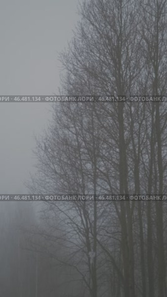 Trees without leaves in fog in the morning in spring time. Gloomy atmosphere. Static video. Стоковое видео, видеограф Георгий Мякишев / Фотобанк Лори