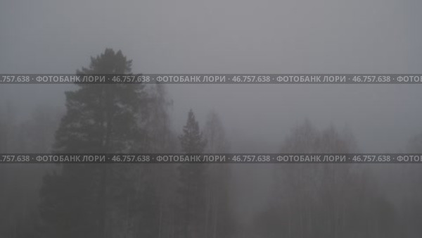 Trees without leaves in fog in the morning in spring time. Gloomy atmosphere. Static video. Стоковое видео, видеограф Георгий Мякишев / Фотобанк Лори