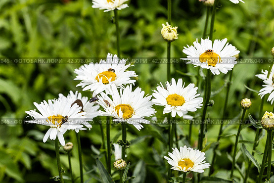 Trichodes apiarius beetle orange and black on chamomile flower. Стоковое фото, фотограф Ольга Сейфутдинова / Фотобанк Лори