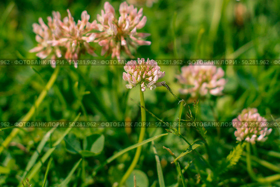 Trifolium pratense, the white clover in the meadow. Стоковое фото, фотограф Марина Демидюк / Фотобанк Лори