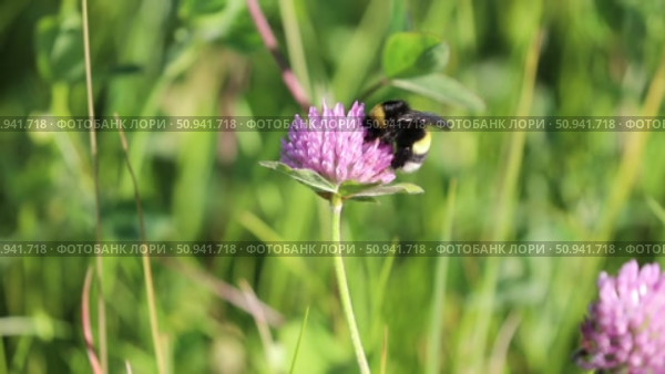 Trifolium pratense. Цветы красного клевера и шмель крупным планом на цветке. Стоковое видео, видеограф Григорий Писоцкий / Фотобанк Лори